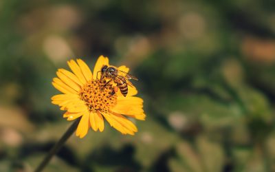 The Australian Honey Map