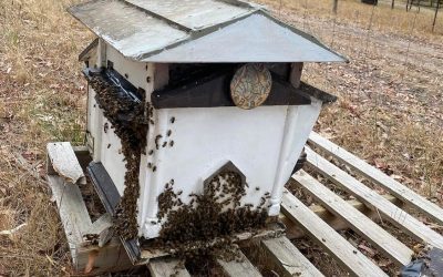 Why do beekeepers charge for live bee removal? Part 1/3